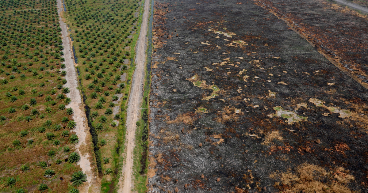 Площадь горящих пожаров в Индонезии «больше, чем в Нидерландах»