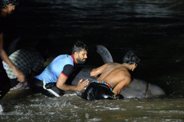 Спасатели участвуют в гонке за китами в крупнейшей пристани Шри-Ланки