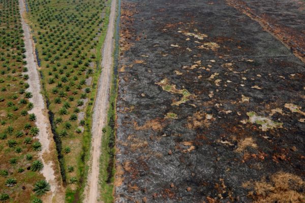 Площадь горящих пожаров в Индонезии «больше, чем в Нидерландах»