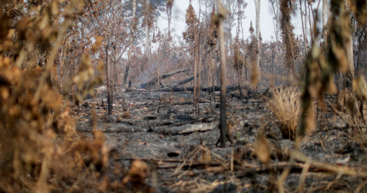 Пожары в тропических лесах Амазонки в Бразилии подскочили в октябре