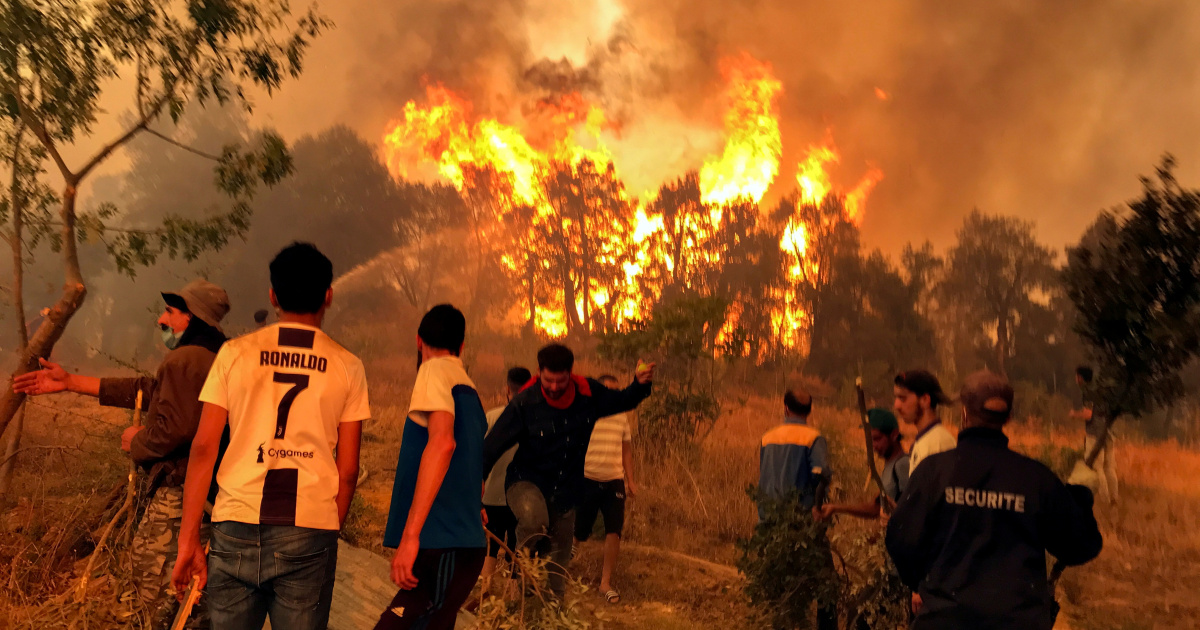 Почему лесные пожары унесли столько жизней в Алжире?